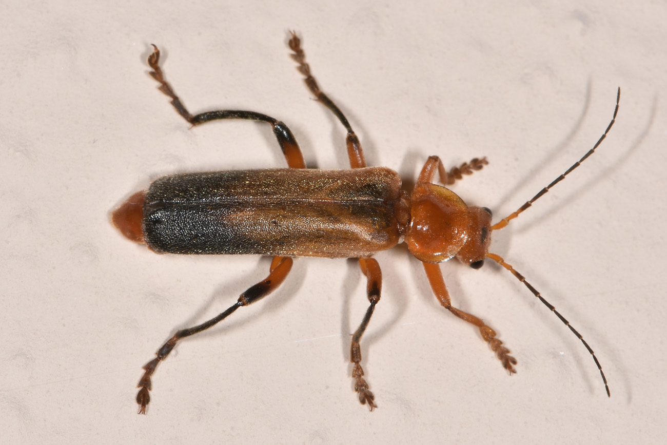 Cantharidae: Cantharis livida